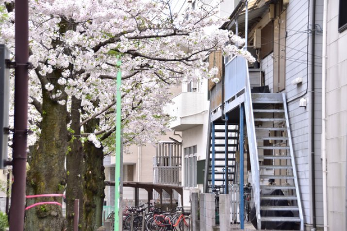 桜の木とアパート